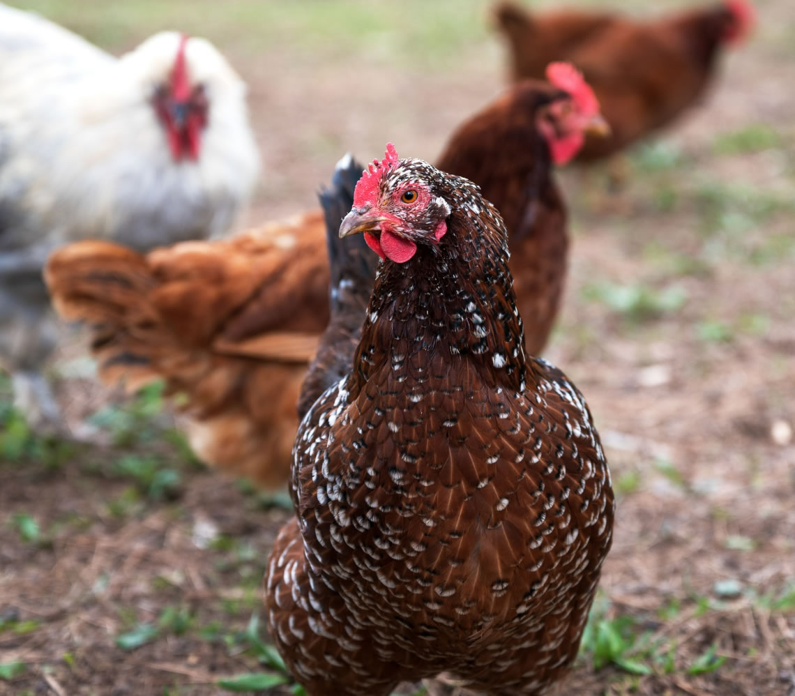 Poultry Kienyeji Loan